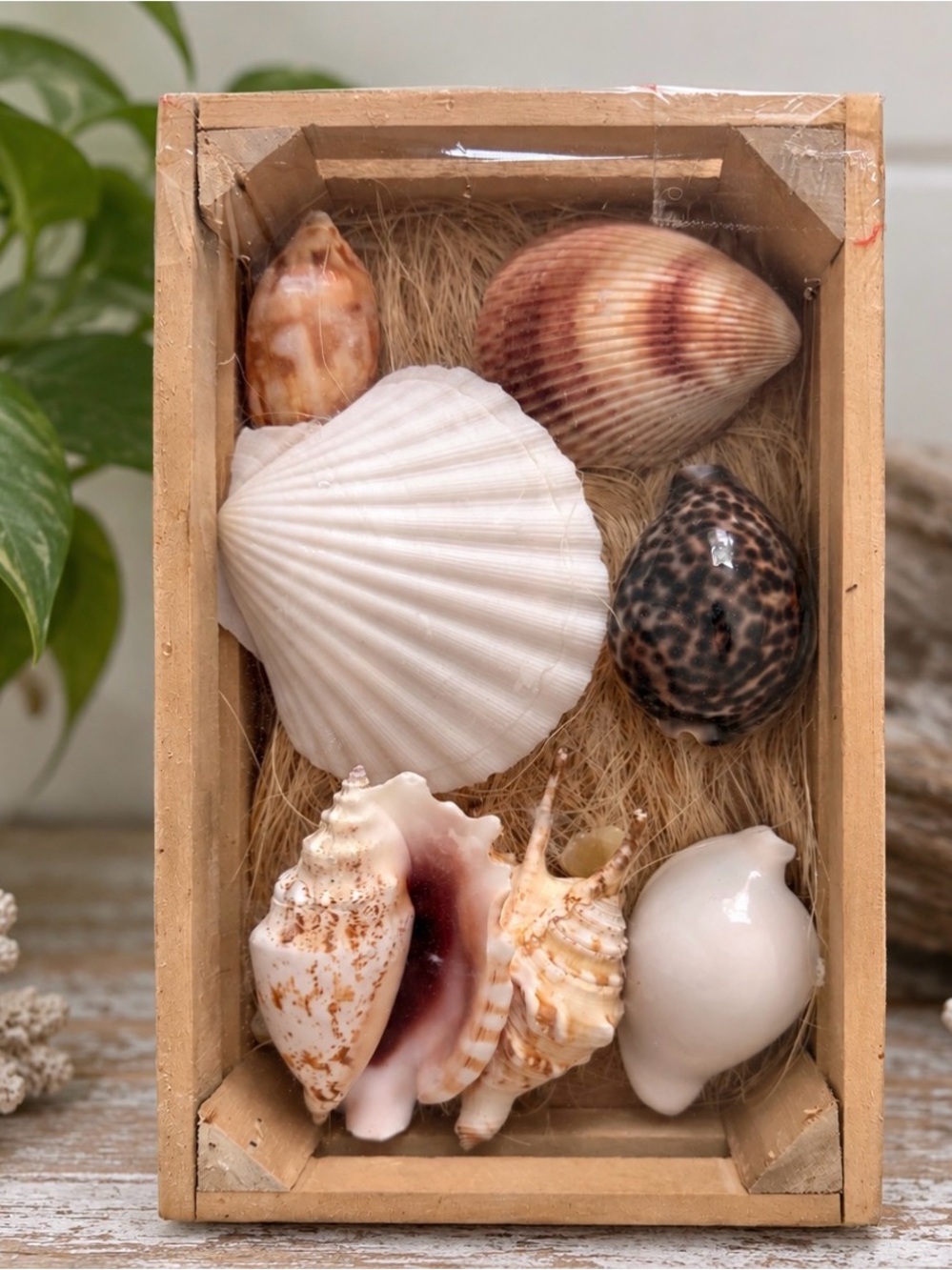 Coastal SeaShell Collection - Picture 13 of 13